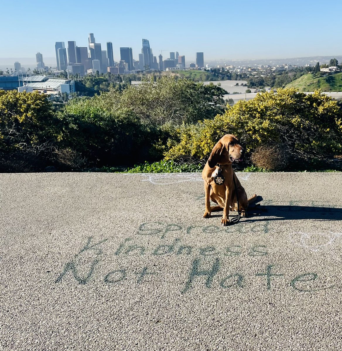 LAPDCARRANZA's tweet photo. Congratulations to all who completed the National Police Bloodhound Association Seminar @LAPDHQ These certified #Bloodhound K9s will go on to provide fantastic service to communities throughout the #USA 🇺🇸 Thank you for all you do! 🙏🏼💙🐾🐕🚔 #LAPD #NPBA https://t.co/lUYb4Ukepo
