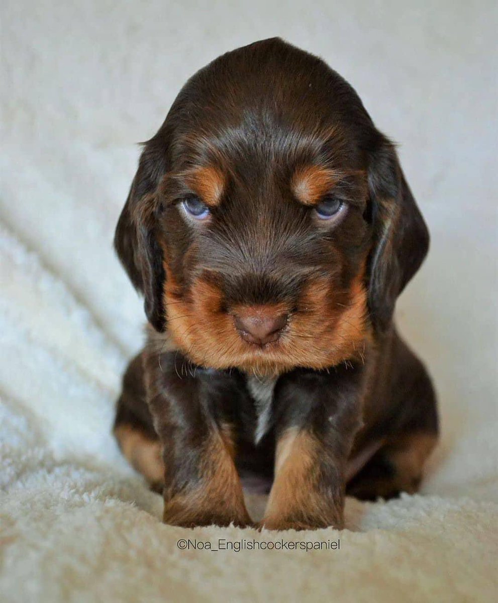 NecesitoUnPerro's tweet photo. Hasta enojado se ve bello!! https://t.co/rkio8wyoot