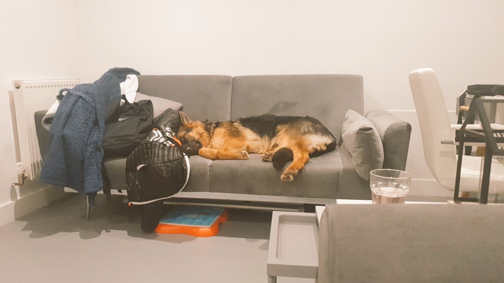 lilrupal's tweet image. Completely ignoring that fact he has a bloody expensive orthopaedic bed!  Love this dude! 🤭 #dogsoftwitter