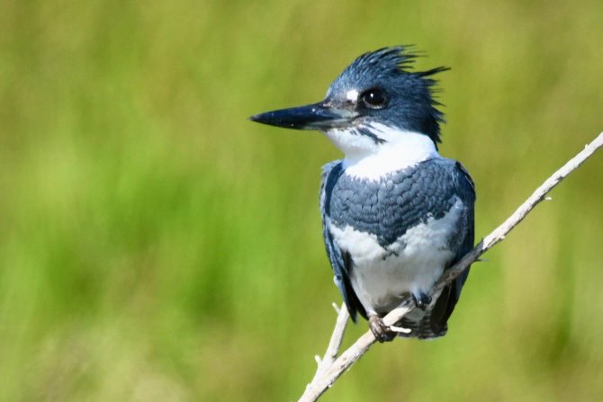 I think I finally got a good shot of a belted kingfisher…they never stay still for me. #Florida #wildlife #birds