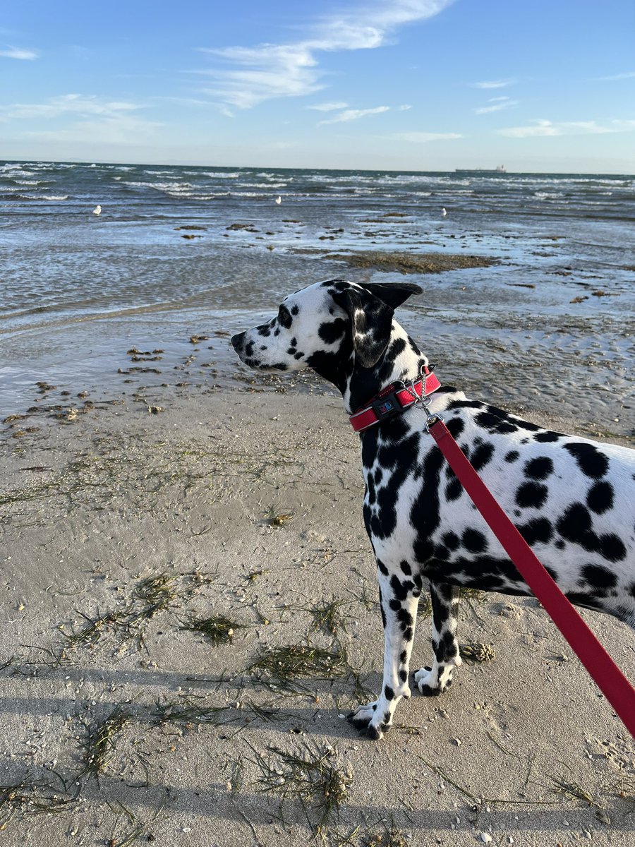 JudithClarke54's tweet photo. Started the morning with a walk along the beach at Portarlinton. It was Tyra’s first trip to the beach and I think we will have to go back as she seemed to like it #enjoylife #beachsidelife https://t.co/7mQ2G1yvL1