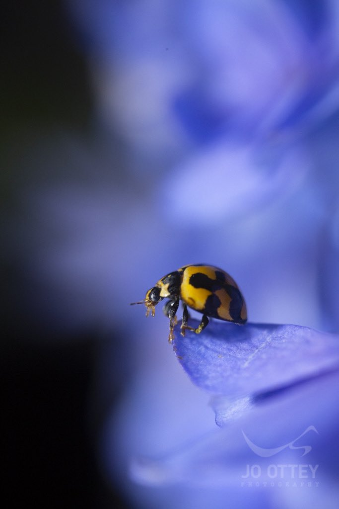 Jo Ottey Photography .🐞🌻🐝. tweet media