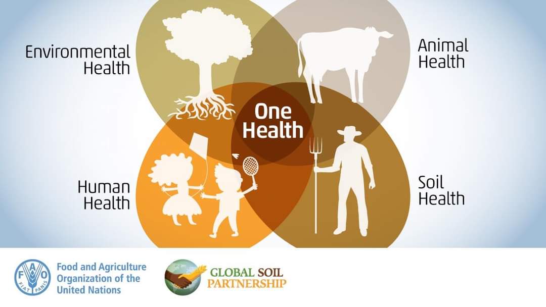 Without #healthysoils, human, animal an environmental health are at risk!⚠️Taking care of soils is essential for all living beings 🌳🐄🧑🏿‍🌾👩🏼‍🌾🐌🌲

🤎 Soil health
+
🫀Human health
+ 
🌿 Environmental health 
+
🐮 Animal health 
=
1️⃣ One health! 🌐🤎