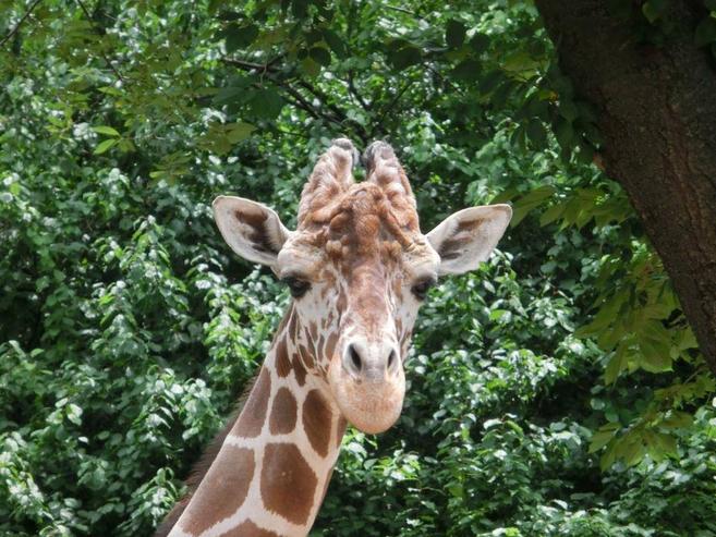 野毛山動物園gw22混雑予想や入場制限について 待ち時間や穴場駐車場情報などを紹介 はいからレストラン