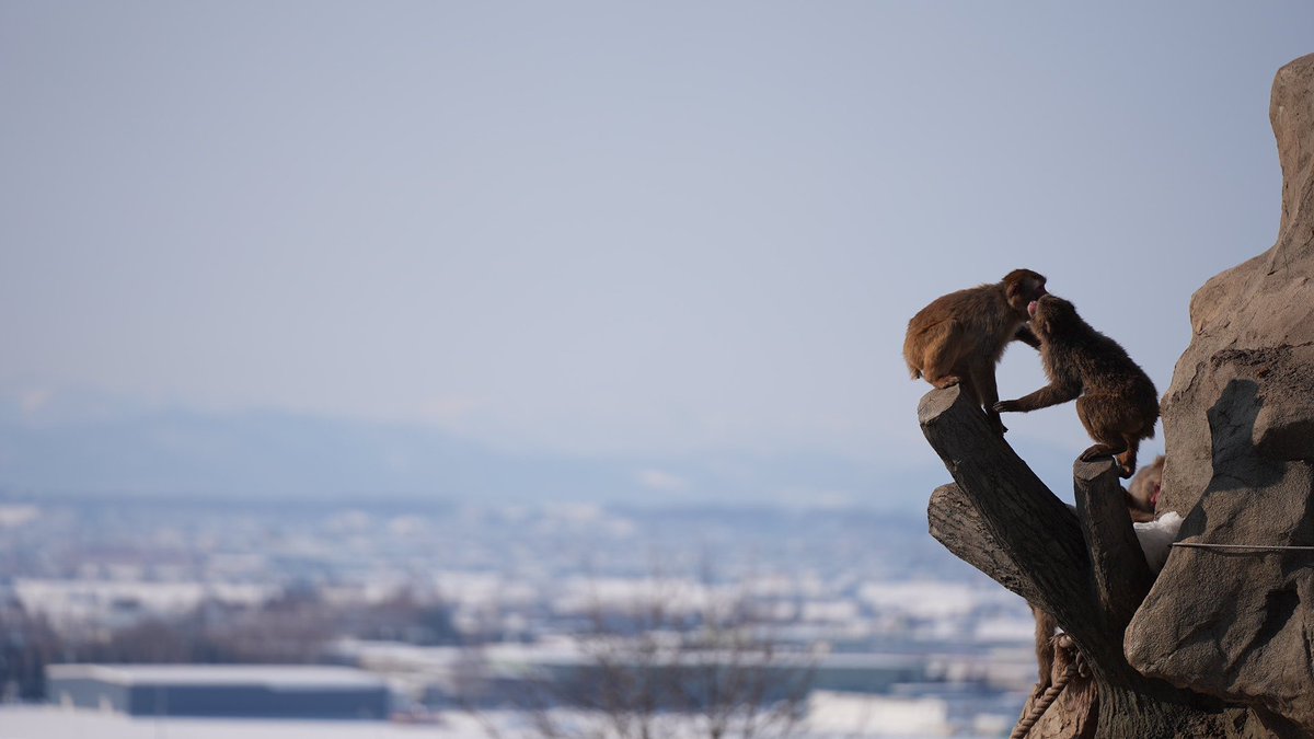 orusteton's tweet photo. 旭山動物園でござる
#α7siii https://t.co/WdMwnxuyjk