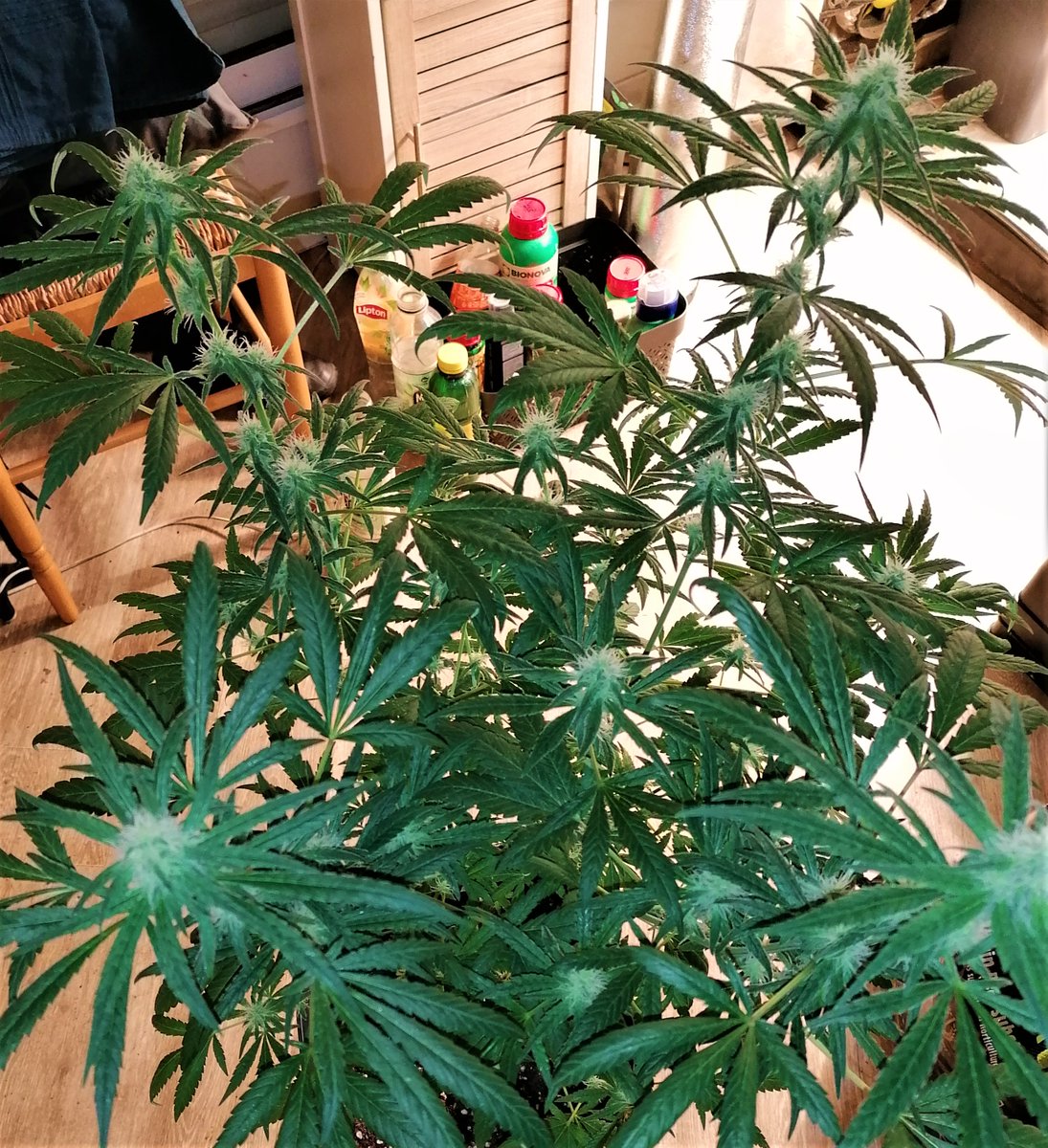 JuleedKush's tweet photo. Amnésia lemon k en 12/12 depuis le 8 janvier sous CMH 600W @KannabiaSeeds https://t.co/O41crUyVzD