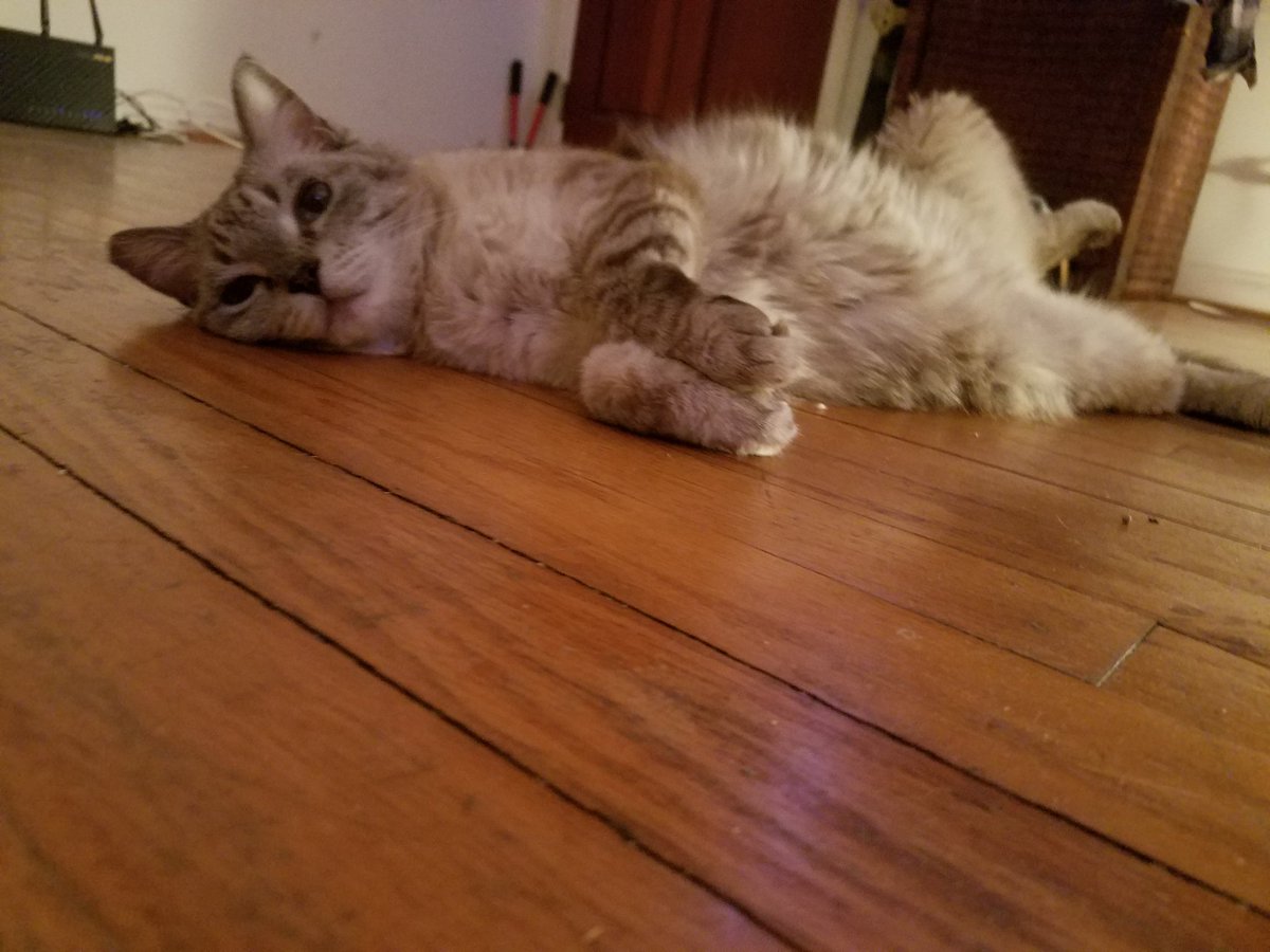 juice_poodle's tweet photo. Just hanging out! #Caturday #CatsOfTwitter https://t.co/afuNP4tyZt