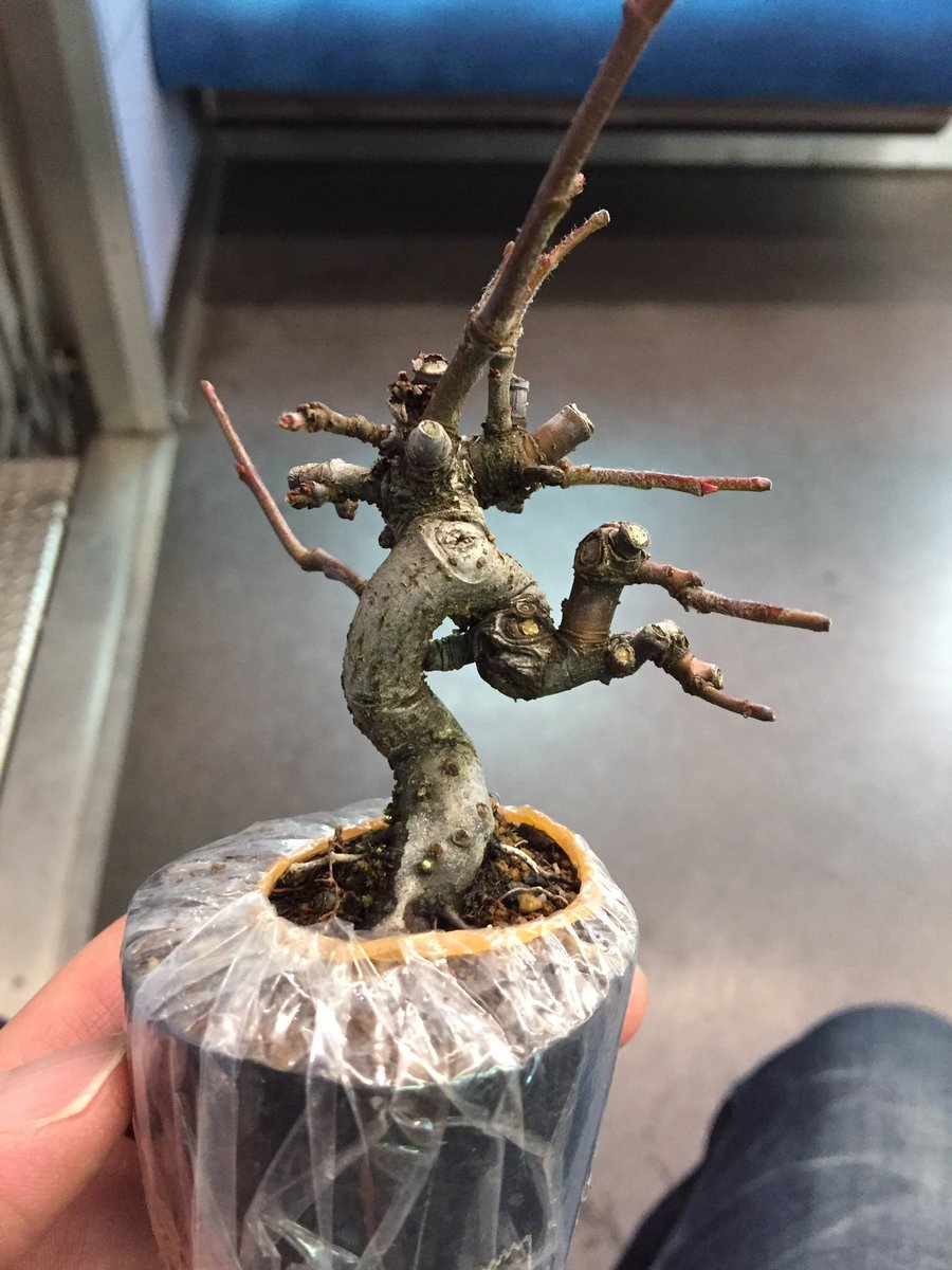 みんなの カリン 口コミ 評判 食べたいランチ 夜ごはんがきっと見つかる ナウティスイーツ