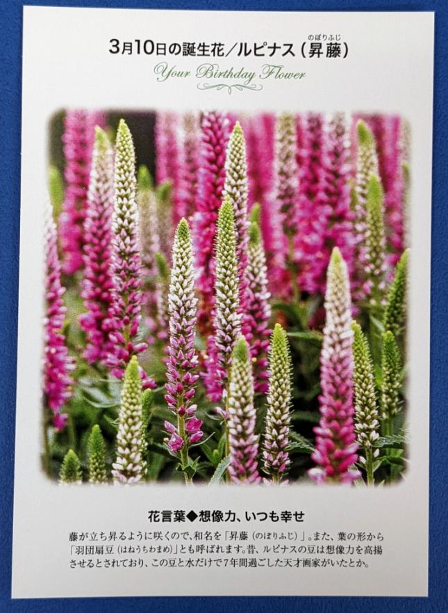 誕生花ポストカード Twitter Search Twitter
