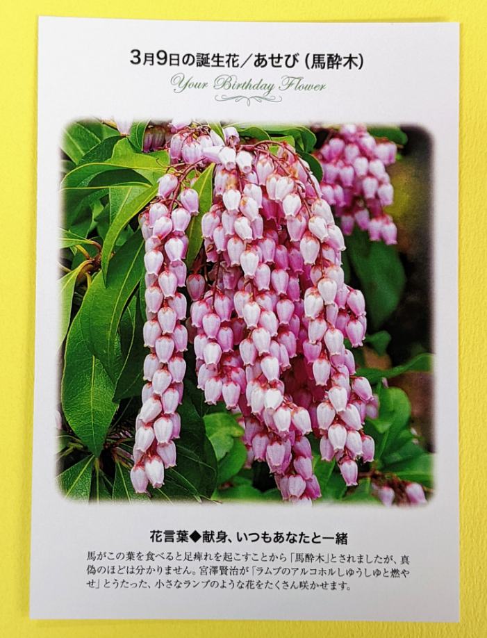 誕生花ポストカード Twitter Search Twitter