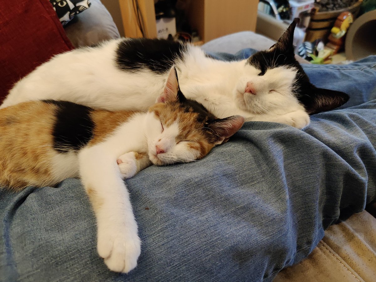 My mum said there was far too many pictures to choose from so she has chosen a picture of both me and my sisfur. Everytime mum sees us together like this she said her heart melts 🙀 she needs her heart so maybe we need to stop being so cute 😸
#FelinetinePHOTOChallenge