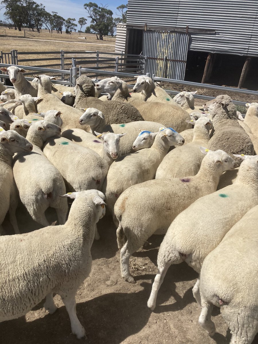 Sending him in the right “Direction” 
210290 joining with ewe lambs.  #GeneticGains #omadwhitesuffolks