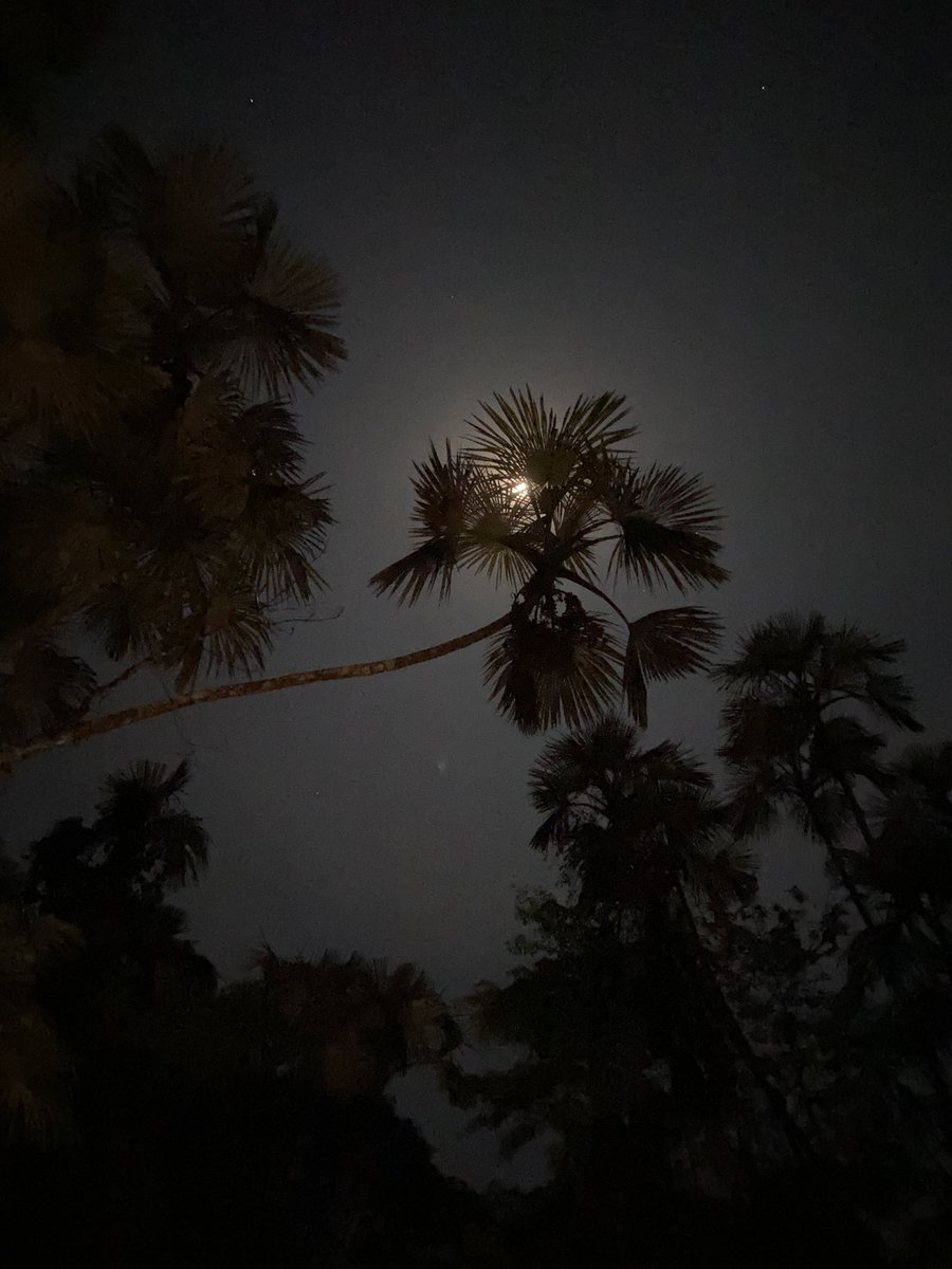 faustoamazon's tweet photo. Medicina Ancestral Amazónica #Amazonian #amazonia #Ecuador #moon #LUNA #amazoniangrowth https://t.co/mnGkmxtxSB