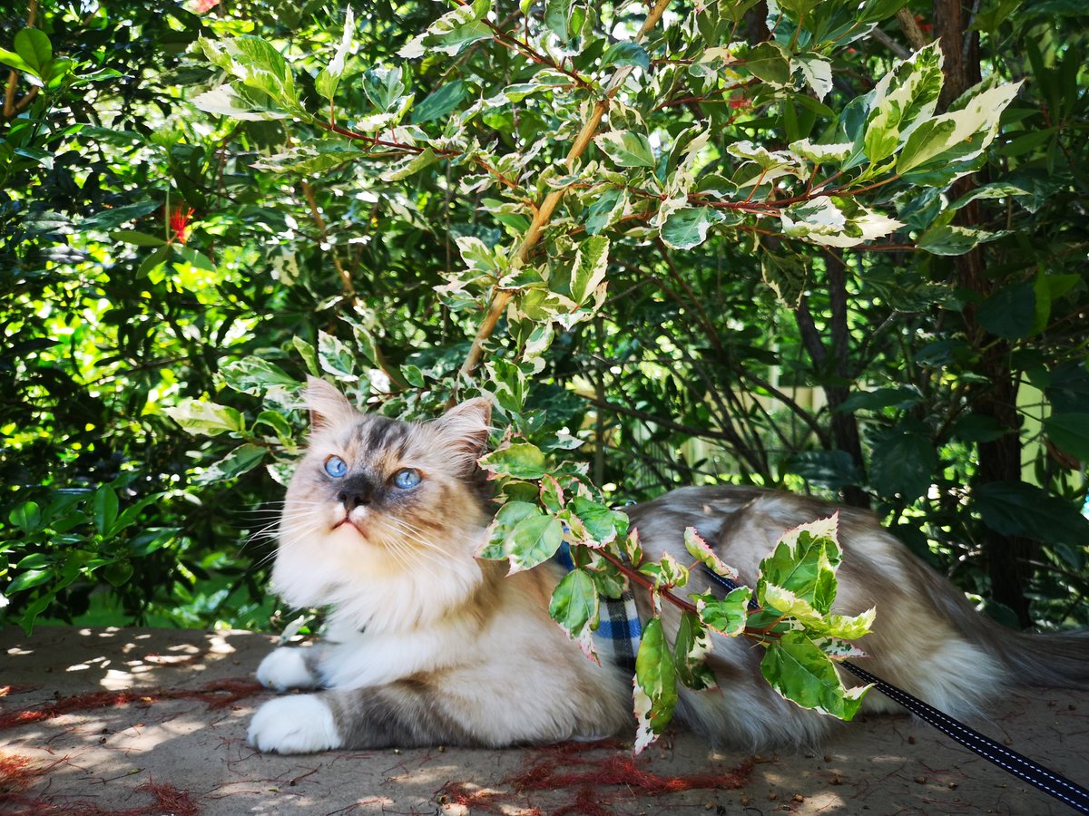 BatcatCA's tweet photo. Doin' an #adBenture. Becoming an #adBenturecat. https://t.co/s3RwFTQlOj