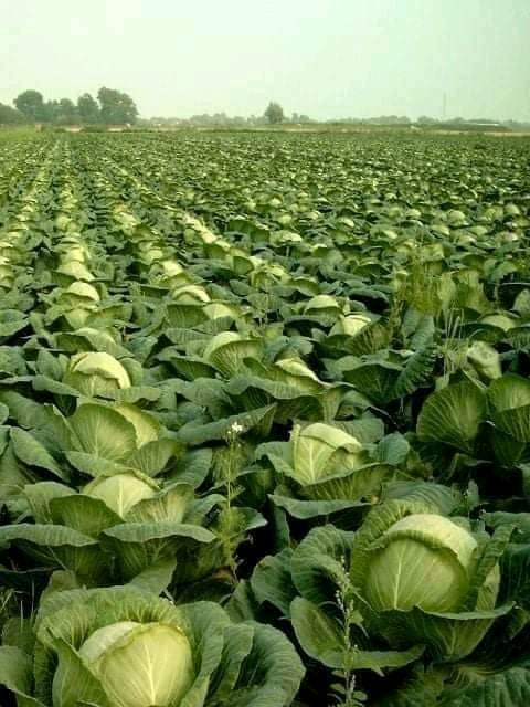 jcniyomugabo's tweet photo. This is how to print your own money if you are professional farmers.

📷 @DefarmerAlex https://t.co/7SY2Osej7r