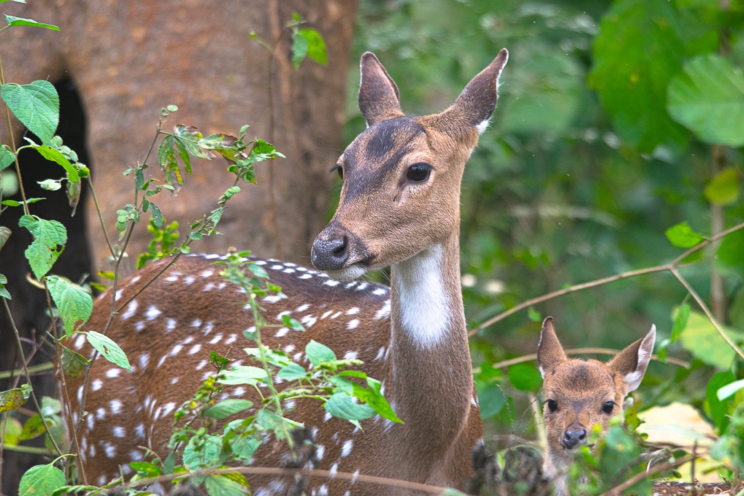 The Parent Chital ( Indian ) Deer looking around while the little one is looking at the safari vehicle 

📍- Corbett National Park 
📷- Nikon D5300

#Deer #Wildlife #Photography #WildlifePhotography #CorbettNationalPark #Nikon #NikonPhotography #NikonWildlife