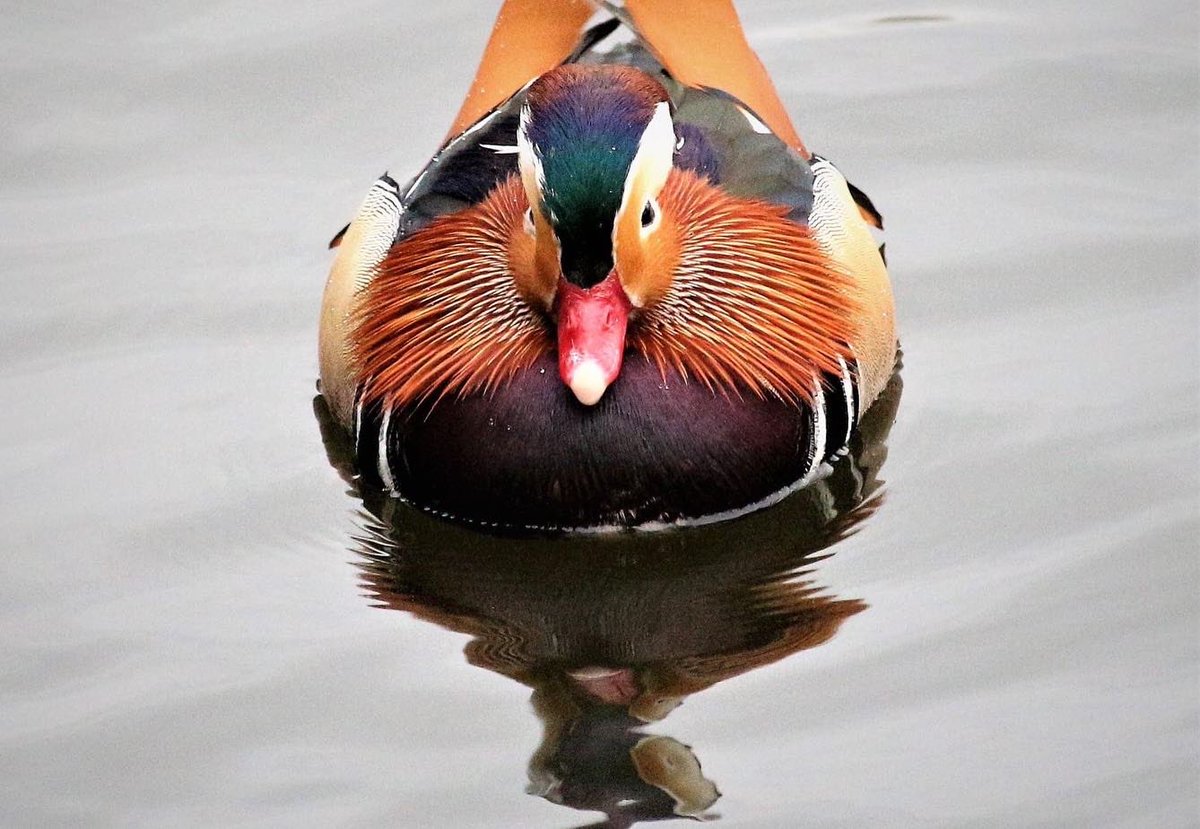 Gorgeous Mandarin duck at Reddish Vale Country Park yesterday. Chris managed to get some beautiful photos. Keep an eye on our Insta to see more of them. #beautiful #mandarinduck #duck #rainbow <a href="/FriendsDebdale/">Friends of Debdale Park</a>