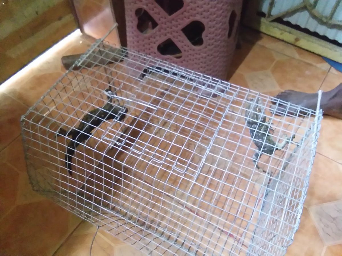 WCCBHQ's tweet photo. Committed to end wildlife crime!
02 #TokayGeckos were seized and one person was arrested by joint team of @WCCBHQ, #Forest Range Bagdogra and 8th BN #SSB at Kestopur near Bagdogra, on 12-02-2022. https://t.co/2NvLaYNY5F