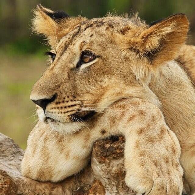 ModiseComfort's tweet image. Patiently waiting for download Link