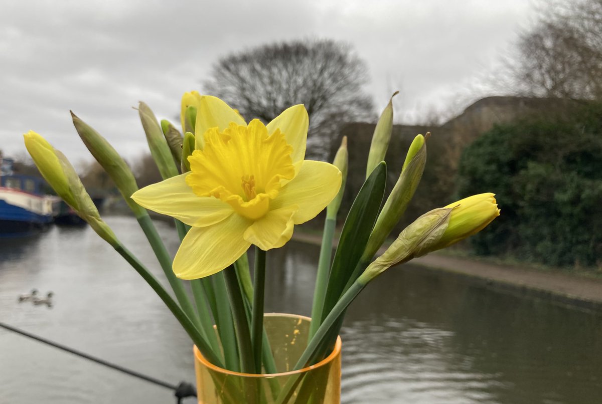 It’s looking like it will be wet &amp; windy for the next few days (and maybe there’s a beast from the East lurking out there somewhere) but there are welcome signs of spring here this morning .. (is there a better use of 89p? Thanks <a href="/LidlGB/">@LidlGB</a>.)