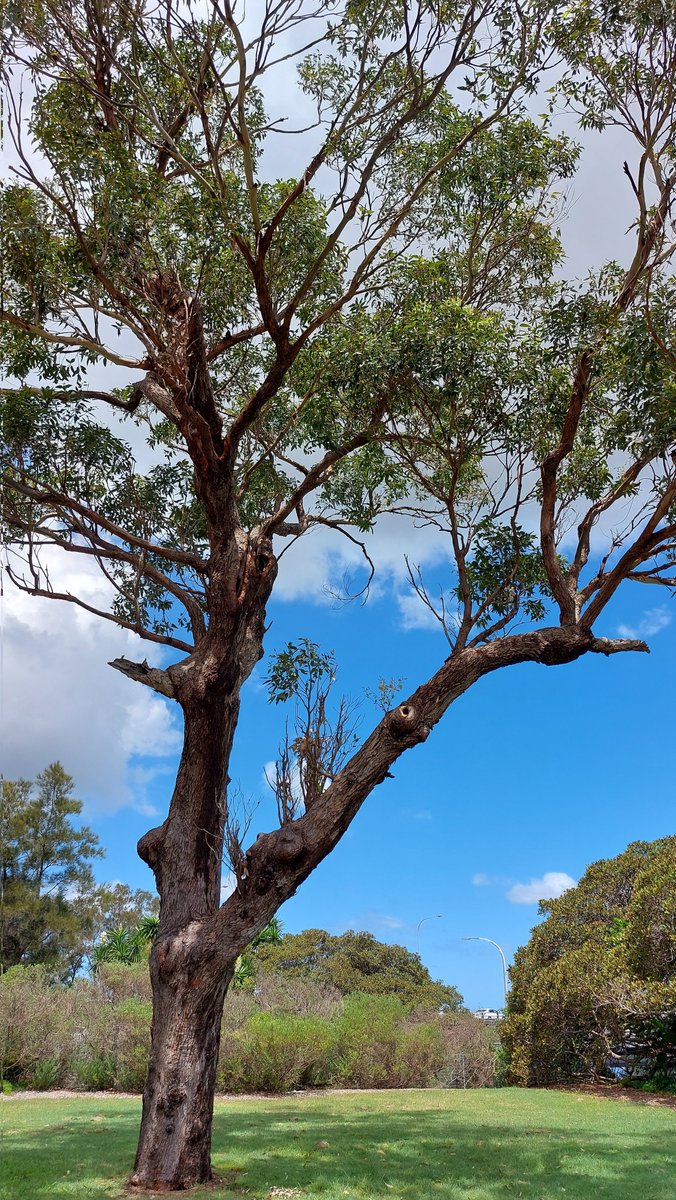 pfwaus's tweet photo. Looking a little battered & bruised, this #eucalypt #tree at Tom Ugly's Point #Blakehurst #NSW would have a story or two to tell about #SydneyWeather #Sydney #NewSouthWales #NSW #Australia #travel π· #TravelOz https://t.co/ArrheozYU3
