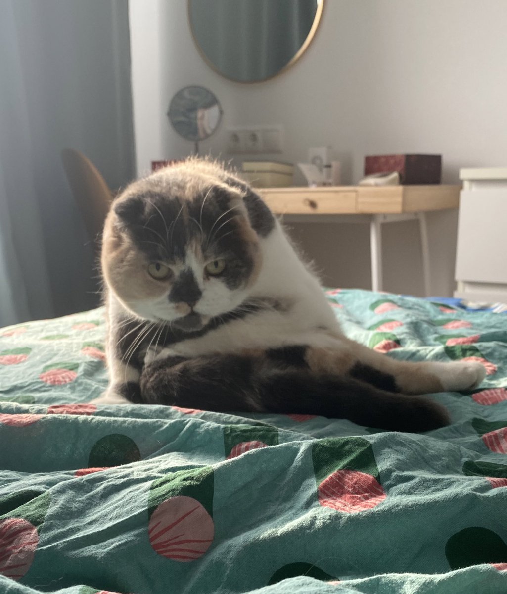 Кошка сосредотачивается
