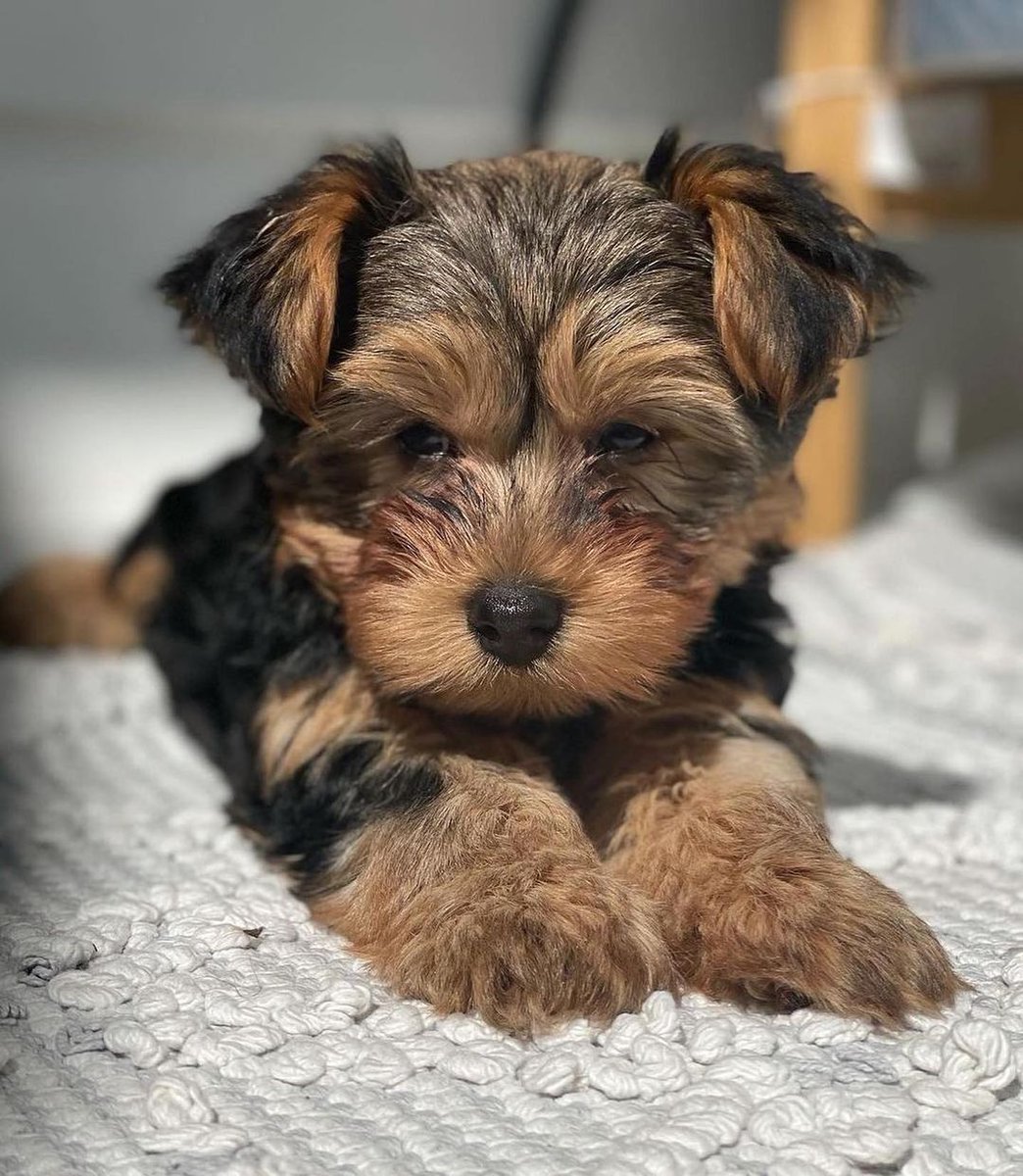 Available Yorkie puppy DM for more info if interested facebook.com/YOKIESPUPPIESF… pic.x.com/PxDKFT14LI