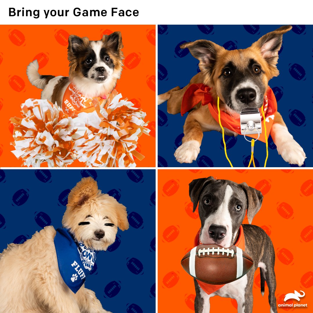 AnimalPlanet's tweet photo. The moment we've been waiting for is HERE! 

Which game face are you bringing to the #PuppyBowl? 💙🧡

Tune in at 2P ET on @AnimalPlanet and stream on @discoveryplus: https://t.co/WwmUidpB2z https://t.co/clwORVLwQM