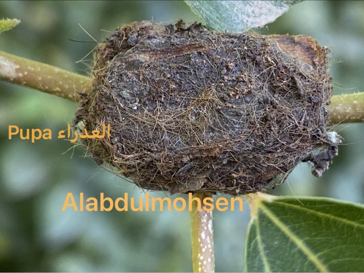 المهندس /عبدالمحسن العبدالمحسن tweet media