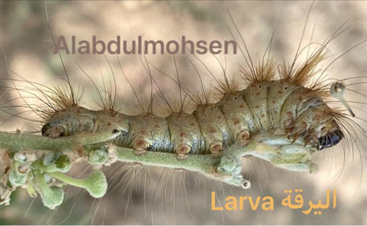 المهندس /عبدالمحسن العبدالمحسن tweet media