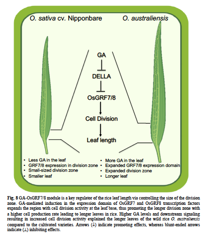 Aashish Ranjan (@aashishplantbio) on Twitter photo An integrative study, combining transcriptomics, leaf kinematics, and gene silencing, to elucidate the GA-mediated regulation of rice leaf length via spatial cell division control!!
nph.onlinelibrary.wiley.com/doi/abs/10.111…
Well done <a href="/VikramJathar92/">Vikram Jathar, Ph.D.</a> <a href="/SainiKumud/">Kumud Saini</a> <a href="/ASH1SH_CHAUHAN/">Ashish Chauhan</a> 👏👏 An integrative study, combining transcriptomics, leaf kinematics, and gene silencing, to elucidate the GA-mediated regulation of rice leaf length via spatial cell division control!!
nph.onlinelibrary.wiley.com/doi/abs/10.111…
Well done <a href="/VikramJathar92/">Vikram Jathar, Ph.D.</a> <a href="/SainiKumud/">Kumud Saini</a> <a href="/ASH1SH_CHAUHAN/">Ashish Chauhan</a> 👏👏