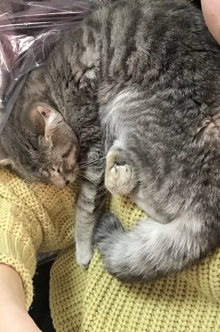 捨て猫のtwitterイラスト検索結果 古い順