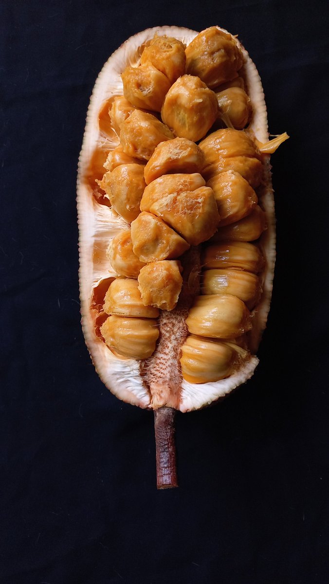 bina_ssitepu's tweet photo. Cempedak (Artocarpus integer)
Native #fruits from #Indonesia.
Found in #Samboja, East Kalimantan. The Aril is very sweet with orange yellow color. The seed could be boiled for snack, and the "skin" is fermented with salt for tasty Manday, traditional food of Banjarese community. https://t.co/2AezmlcgSU