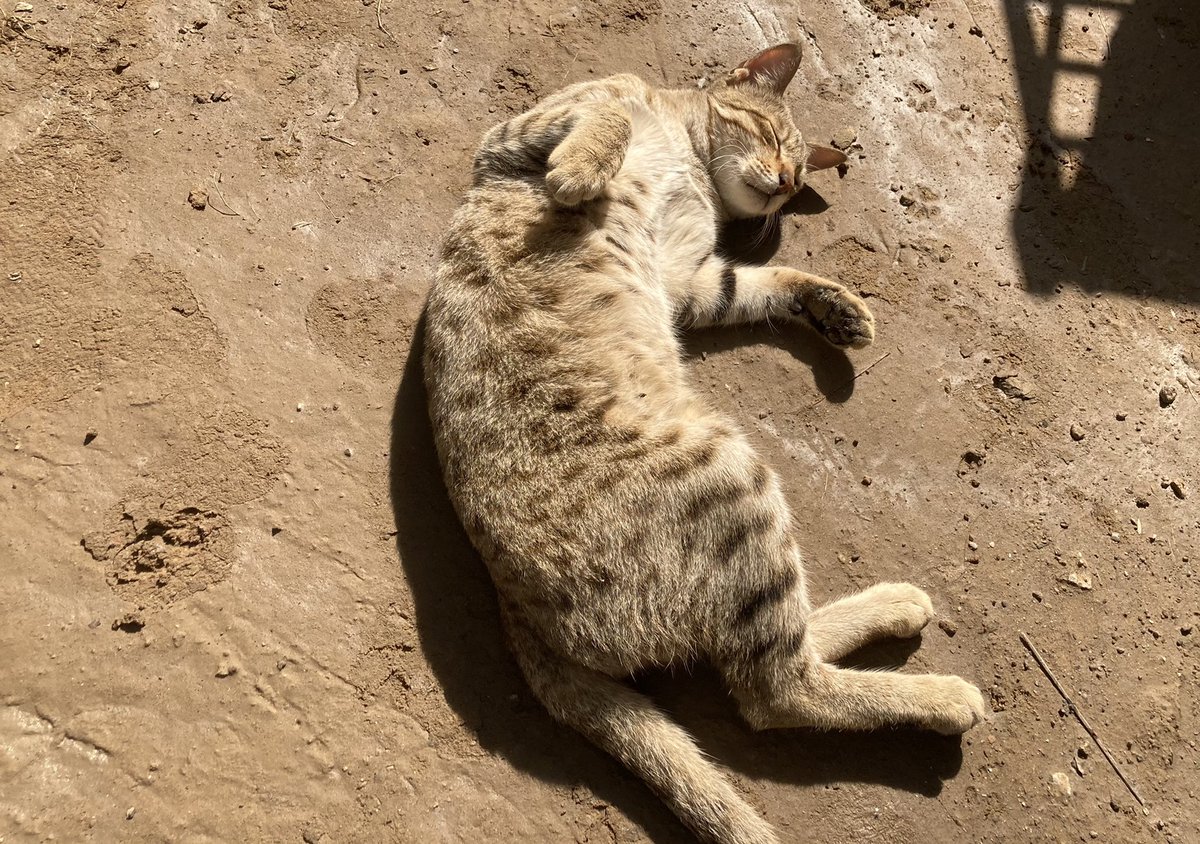 trialNerr0r_'s tweet photo. #SunBasking is a serious business!! #SundayThoughts #Caturday #CatsOfTwitter #catstagram #catlover https://t.co/4F1GTyyKua