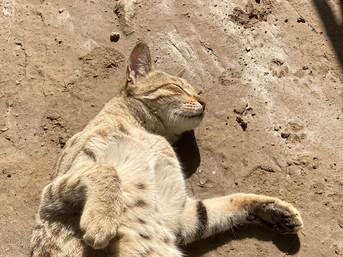 trialNerr0r_'s tweet photo. #SunBasking is a serious business!! #SundayThoughts #Caturday #CatsOfTwitter #catstagram #catlover https://t.co/4F1GTyyKua