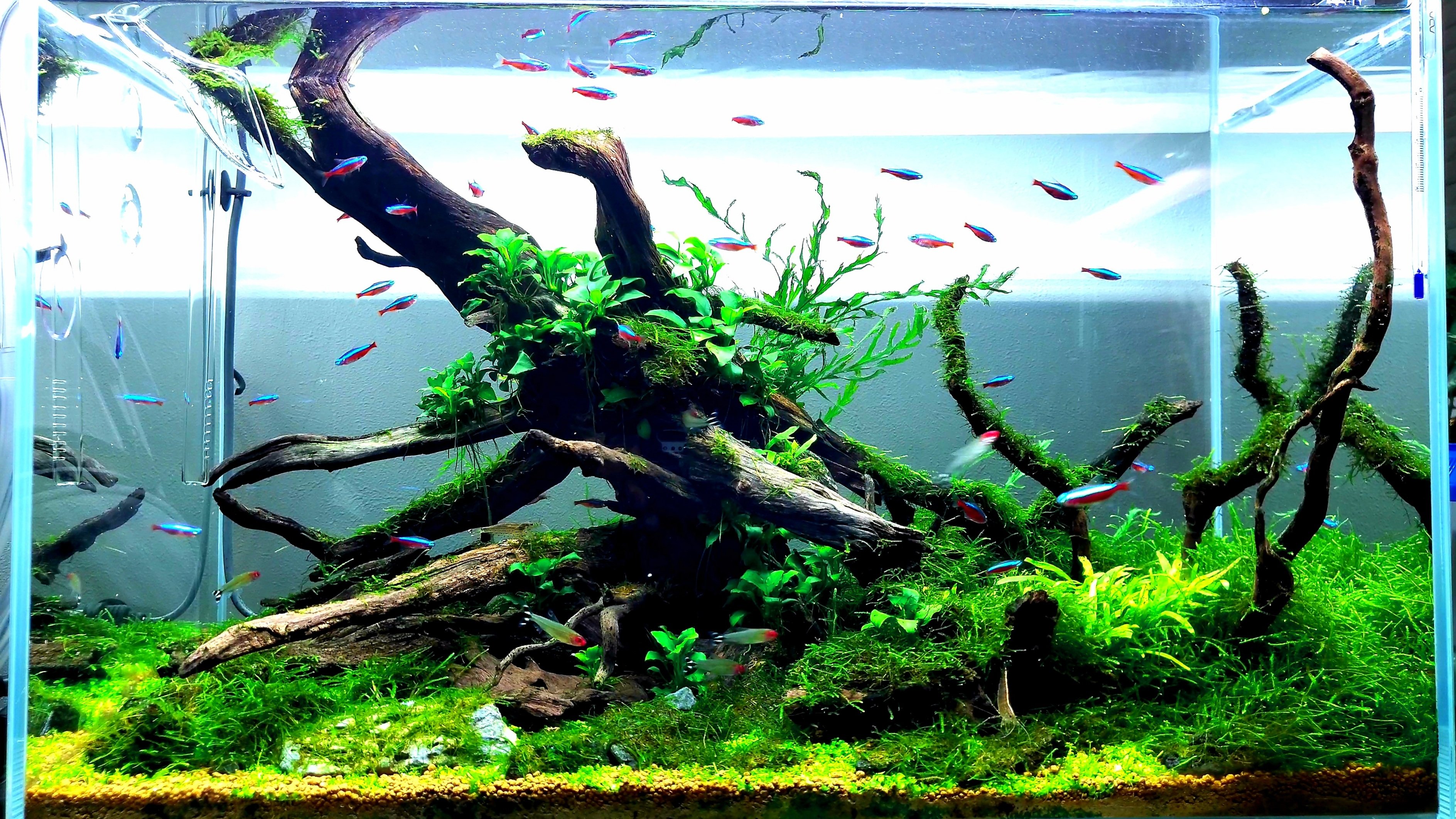 陰性水草水槽 Twitter Search Twitter