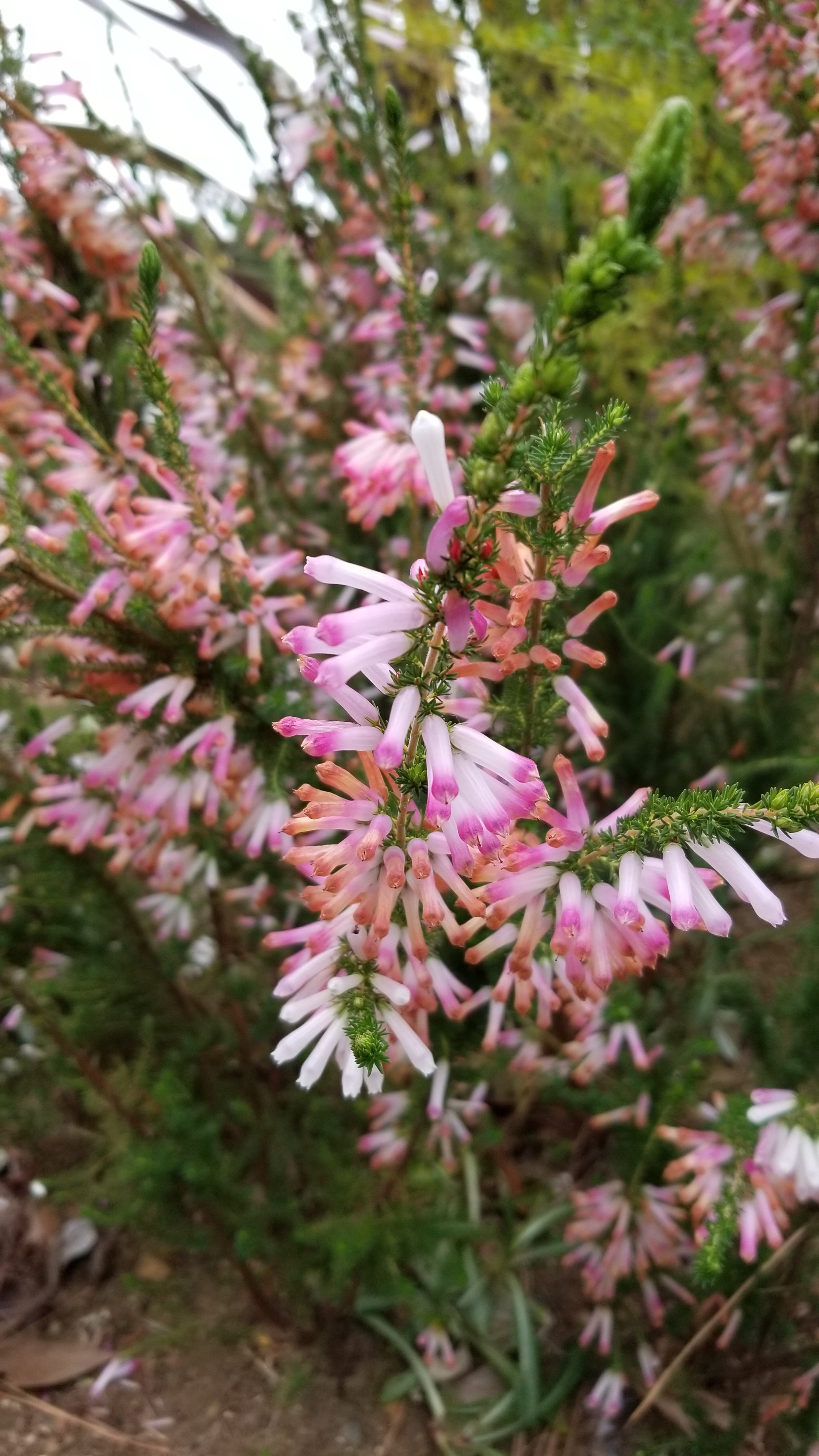 こうそ しずま 近所の冬の草花です エリカです 葉を沢山つけ 小さな花が沢山咲きます 釣鐘や 筒のような花 を咲かせる 白色 ピンク色 藤色など ヒース ヘザーも 仲間です スコットランド イングランドの荒野で見かける ツツジ科 カルーナ属