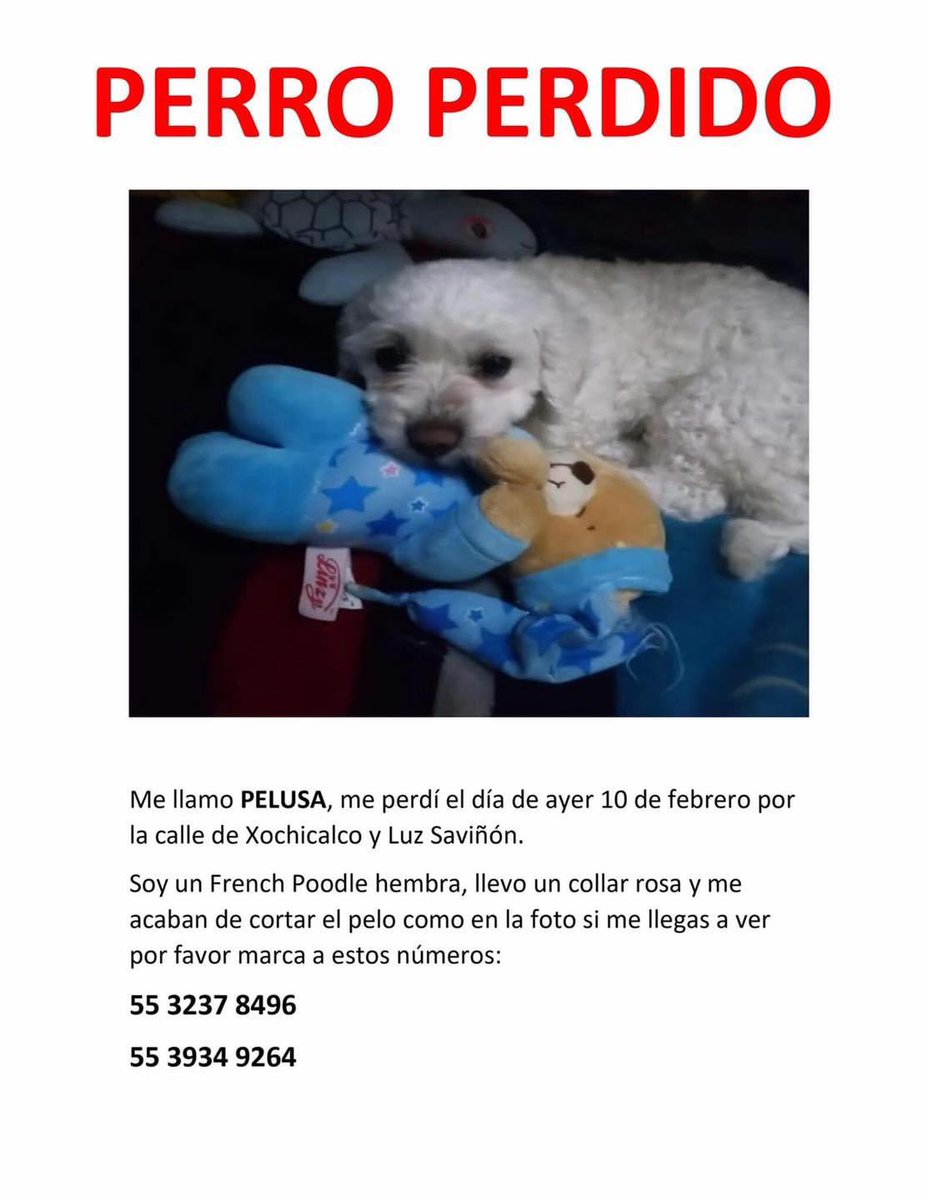 blaeguzman's tweet photo. @MundoPatitas @perrososmx @PrrosPerdidosMX https://t.co/mjfTSAYnIo