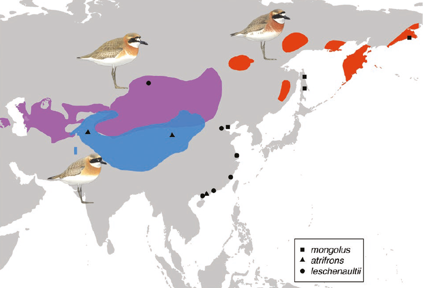 Defintely three sand plover species: Siberian Sand-Plover C. mongolus, Tibetan Sand-Plover C. atrifrons, and Greater Sand Plover C. leschenaultii! Our paper  in "Ornithology" shows that the lesser sand-plovers are not closest relatives according to enome-wide data
<a href="/pandy_yangliu/">Yang Liu</a>