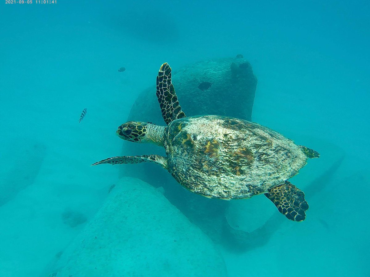 Beautiful lush green vegetation surrounded by turquoise waters! 😍

There's no place in the world quite like the Seychelles Islands.

#Seychelles #SeychellesIsland #Africa