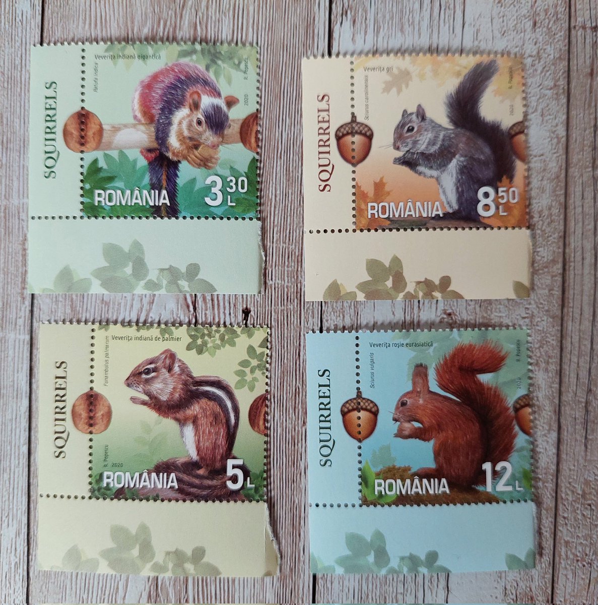 poetryofstamps's tweet photo. So in love with these squirrels stamps, I had to get several of them. Squirrels are my favorite animals. 😍 
You can find them in my shop too:
#philately #stampsforsale
https://t.co/ImHhoAXo7F https://t.co/uFPnWjyNPi