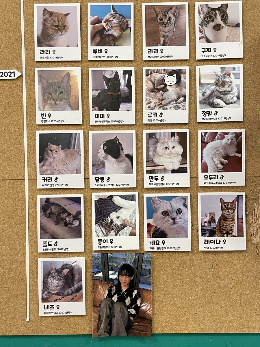 heejeworld's tweet photo. 인생 첫 고양이 카페 🐱 노제여보랑 어울려서 고양이가 무서워도 방문🐾 고양이도 순하고 저 명단ㅇㅔ 여보 있는 게 너무 귀엽…
카페에 있는데 라방 틀어서 음료 마시면서 라방 봤다.,. 또 언제 와 또 와줘 조를 거야
#노제여보_생일축하한다냥 https://t.co/ki582sIsX9