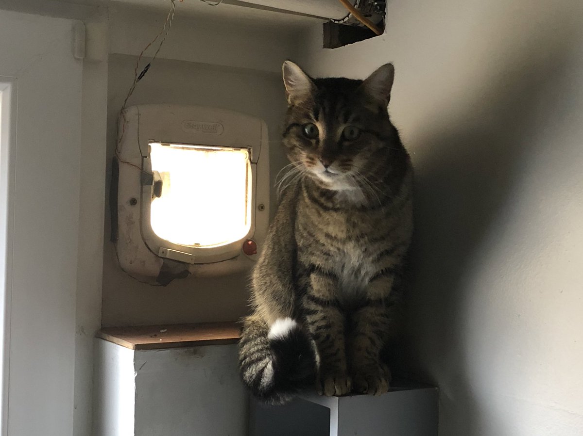 PepitoTheCat's tweet photo. That was not Pépito but Maki, the neighbor’s cat. She didn’t want to leave, I had to open the door. 
#NotPepito https://t.co/9qO7HwrSEu
