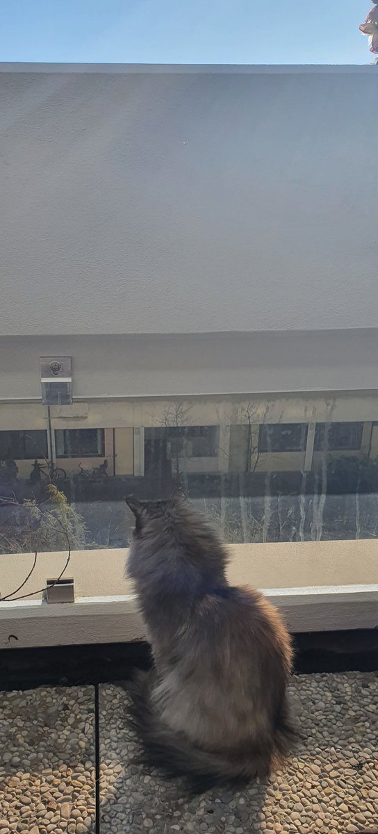 sirjohnfig's tweet photo. #zeldaseesall #springinfeb #meow #balconylife #bayern #catlife https://t.co/dkTAsYO5nh