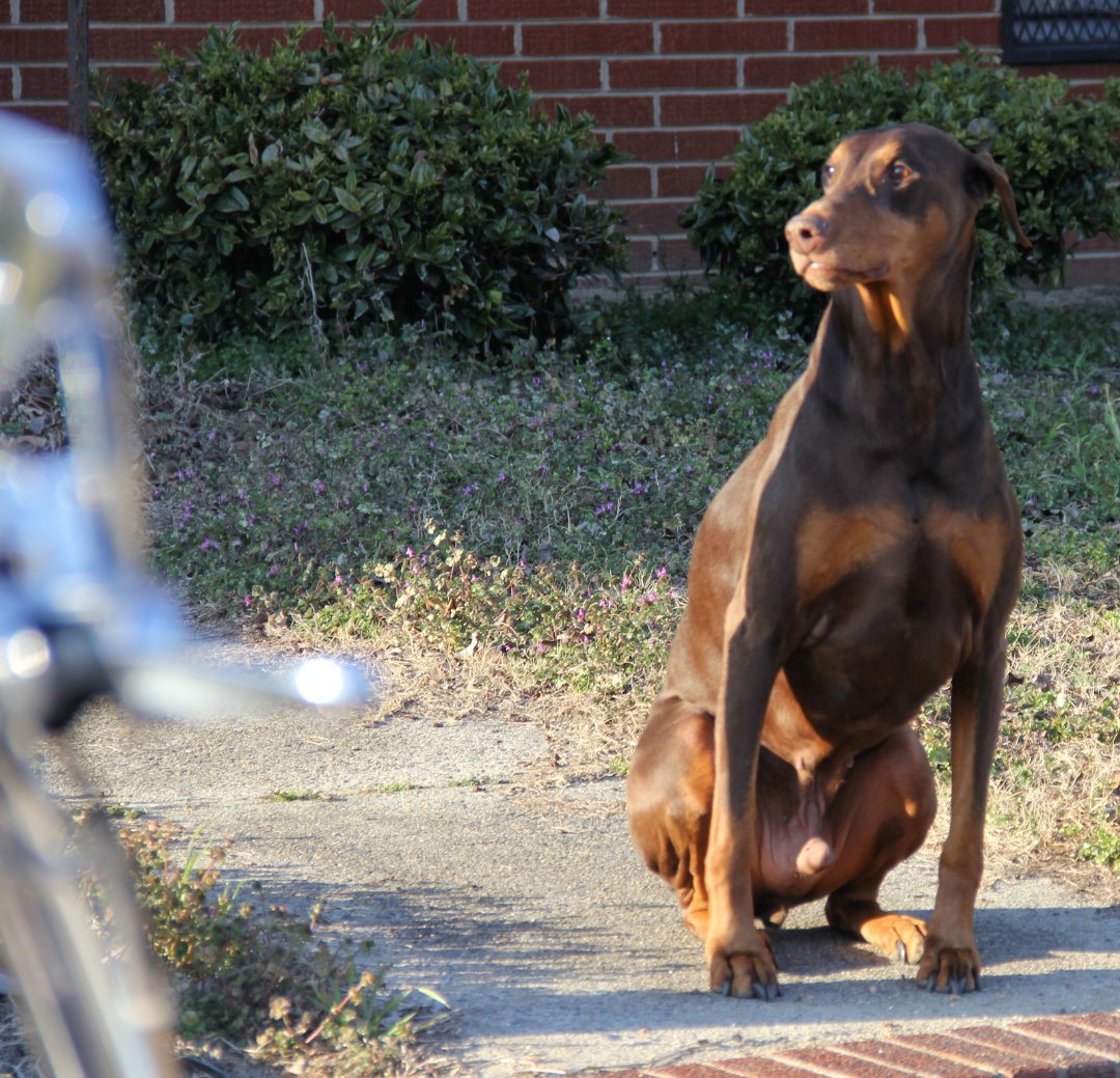 MSVirginia4's tweet photo. KeeLynn 🐾
#dog #dogs #Doberman
#NC #hogsanddogs https://t.co/9wJplJYYks