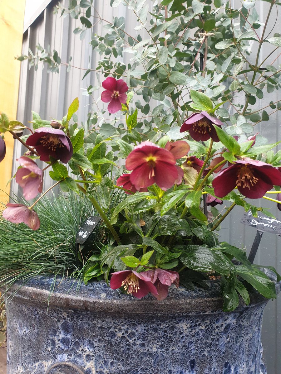 EmmaJanesLife's tweet photo. Gorgeous #hellibores at the garden centre π https://t.co/KGa5fzQFhG