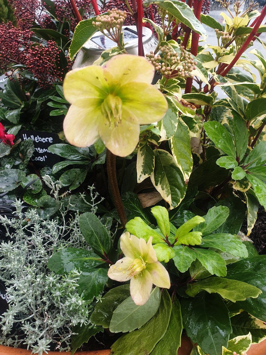 EmmaJanesLife's tweet photo. Gorgeous #hellibores at the garden centre π https://t.co/KGa5fzQFhG