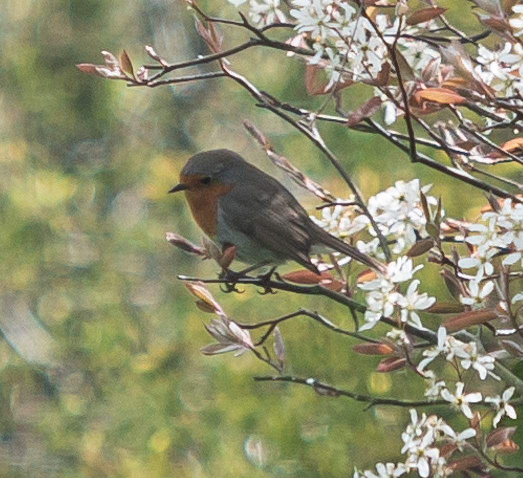 Developing the Oxford - Cambridge Arc in the South with thousands of opportunities and a new rail link. How does that help levelling up in the North?
Sounds more like robin' Peter to pay Paul...