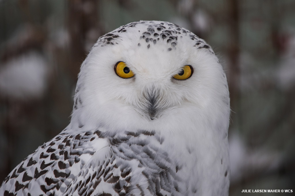 Bronx Zoo on Twitter: 'Call it a tradition, but on Super Bowl Sunday we  also like to celebrate Superb Owls! 