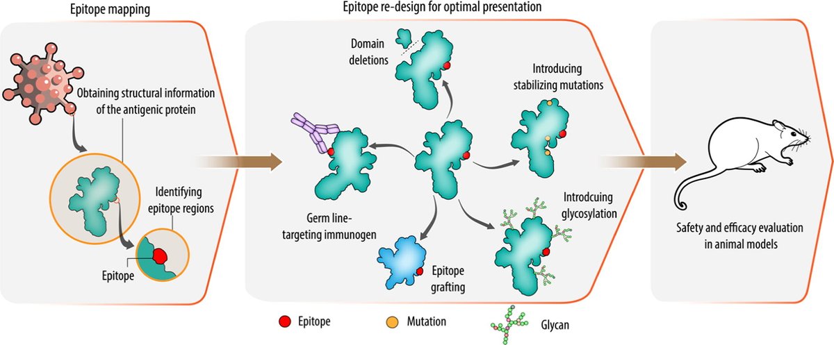 ADDReditors's tweet image. ADDR in press: &quot;Toward rational vaccine engineering&quot;
By Nikolay V. Dokholyan &amp;amp; coworkers @PennStateBME 
#vaccineengineering #epitopemapping 
doi.org/10.1016/j.addr…